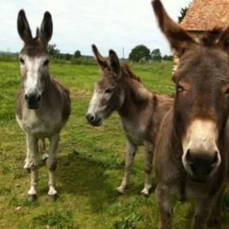 Au Calme, Jardin, Cheminee, Proche Village Et Loisirs - Fr-1-410-170 بيت للعطل